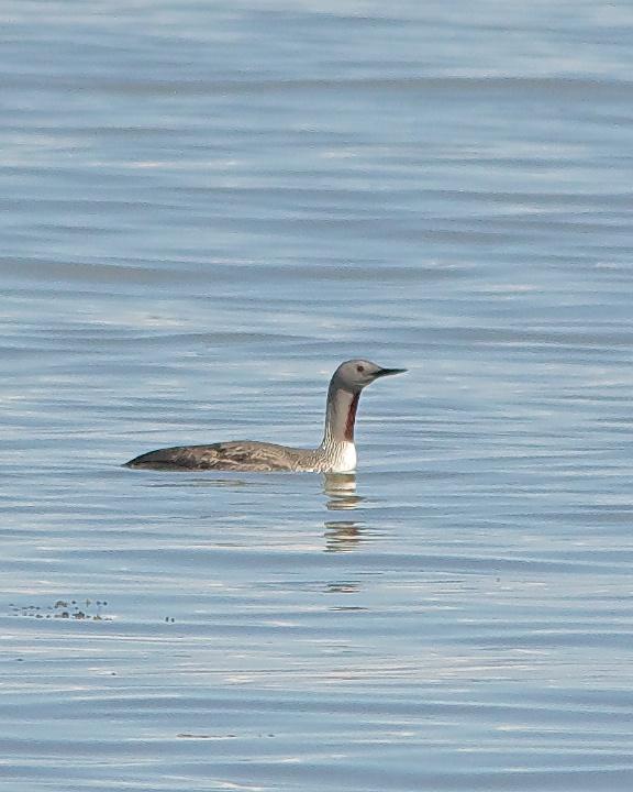 Red-throated Loon Photo by Denis Rivard