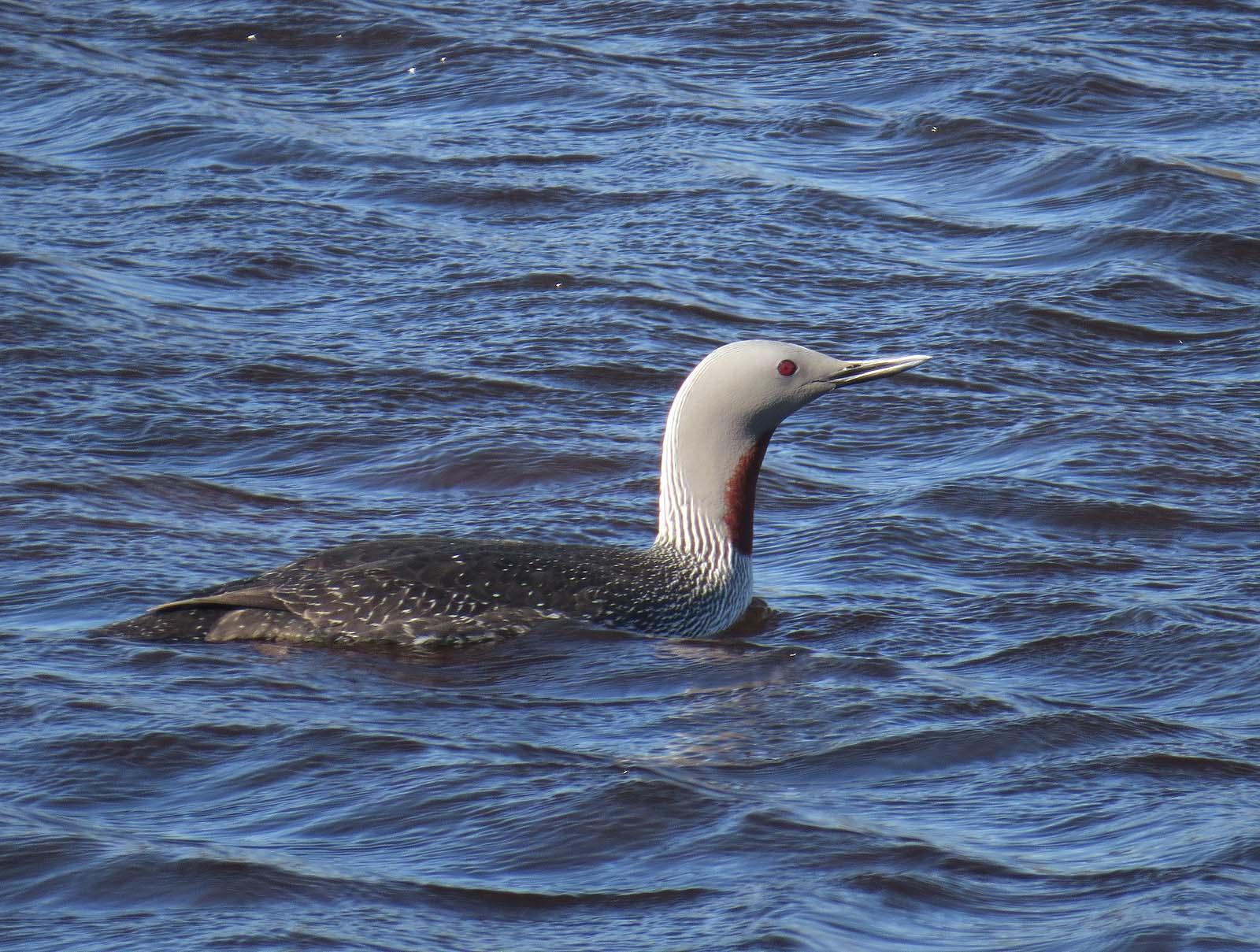 Red-throated Loon Photo by Peter Boesman