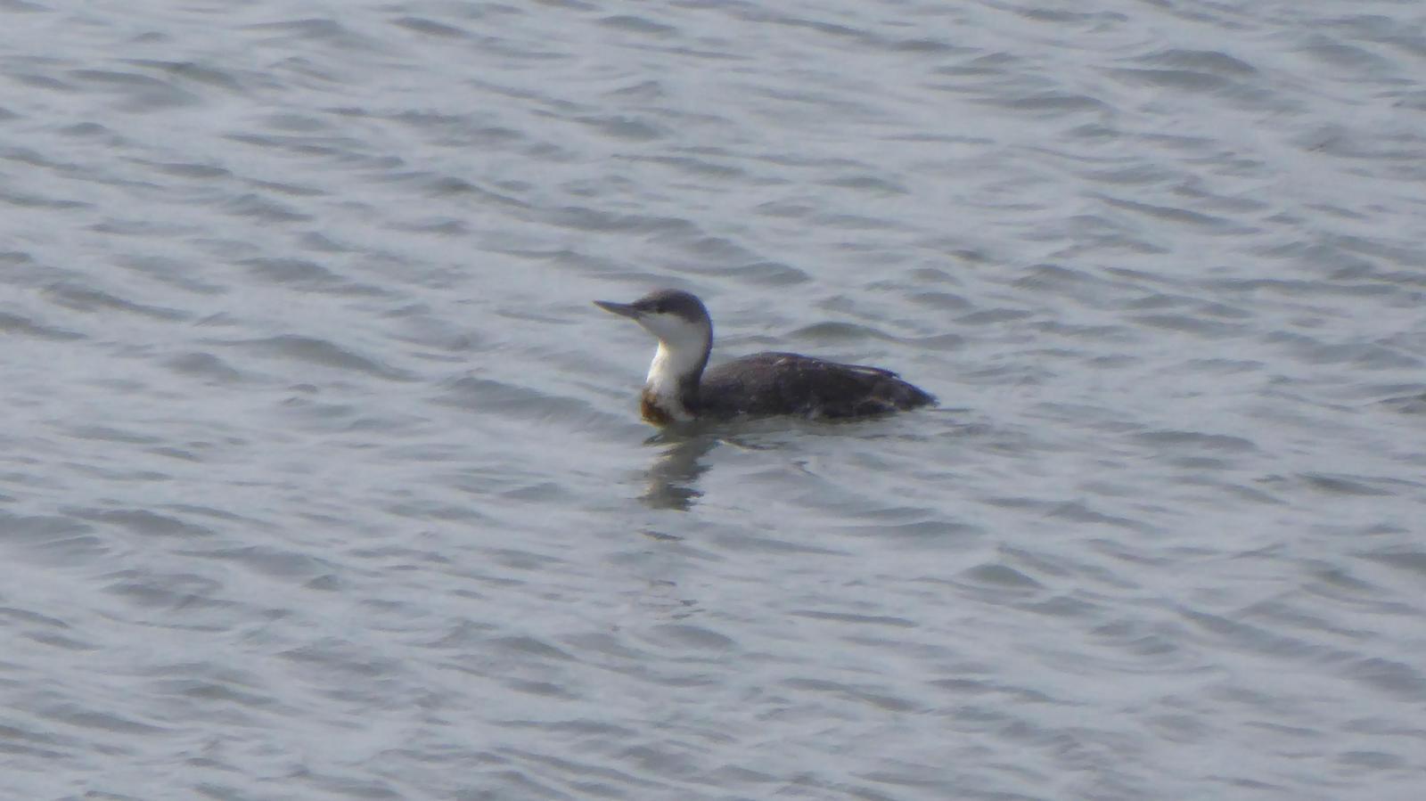 Red-throated Loon Photo by Daliel Leite