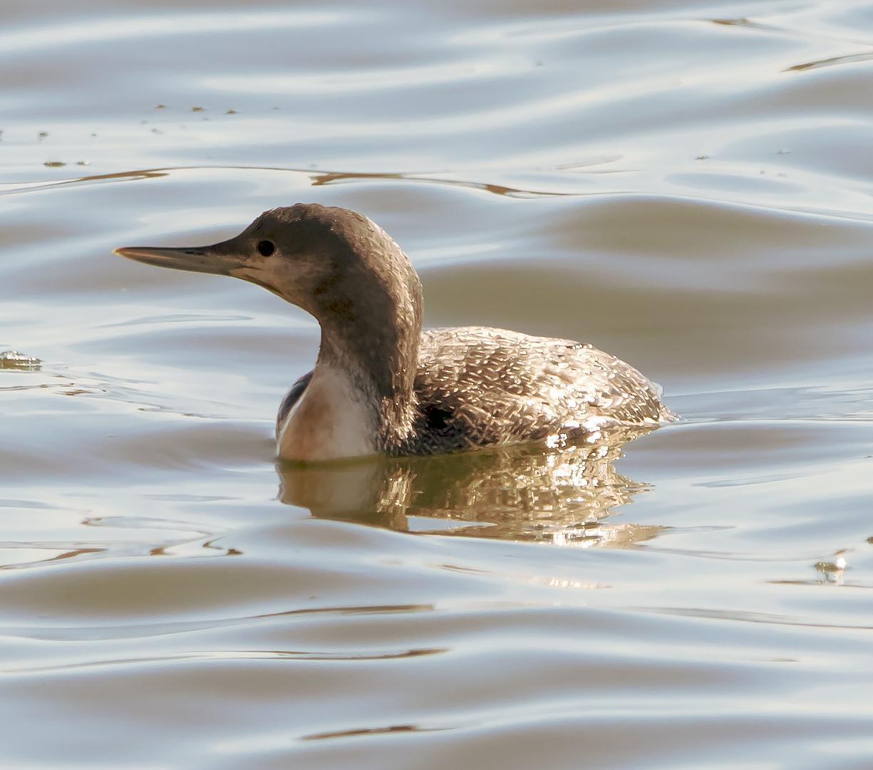 Red-throated Loon Photo by Tom Gannon