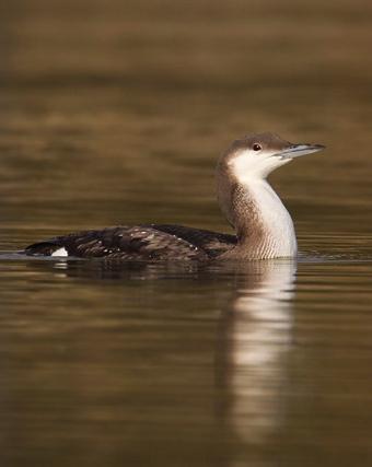 Arctic Loon Photo by Christopher Taylor