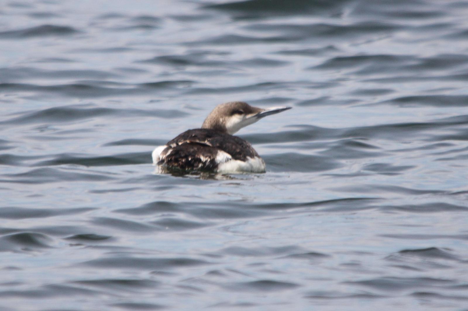 Arctic Loon Photo by Tom Ford-Hutchinson