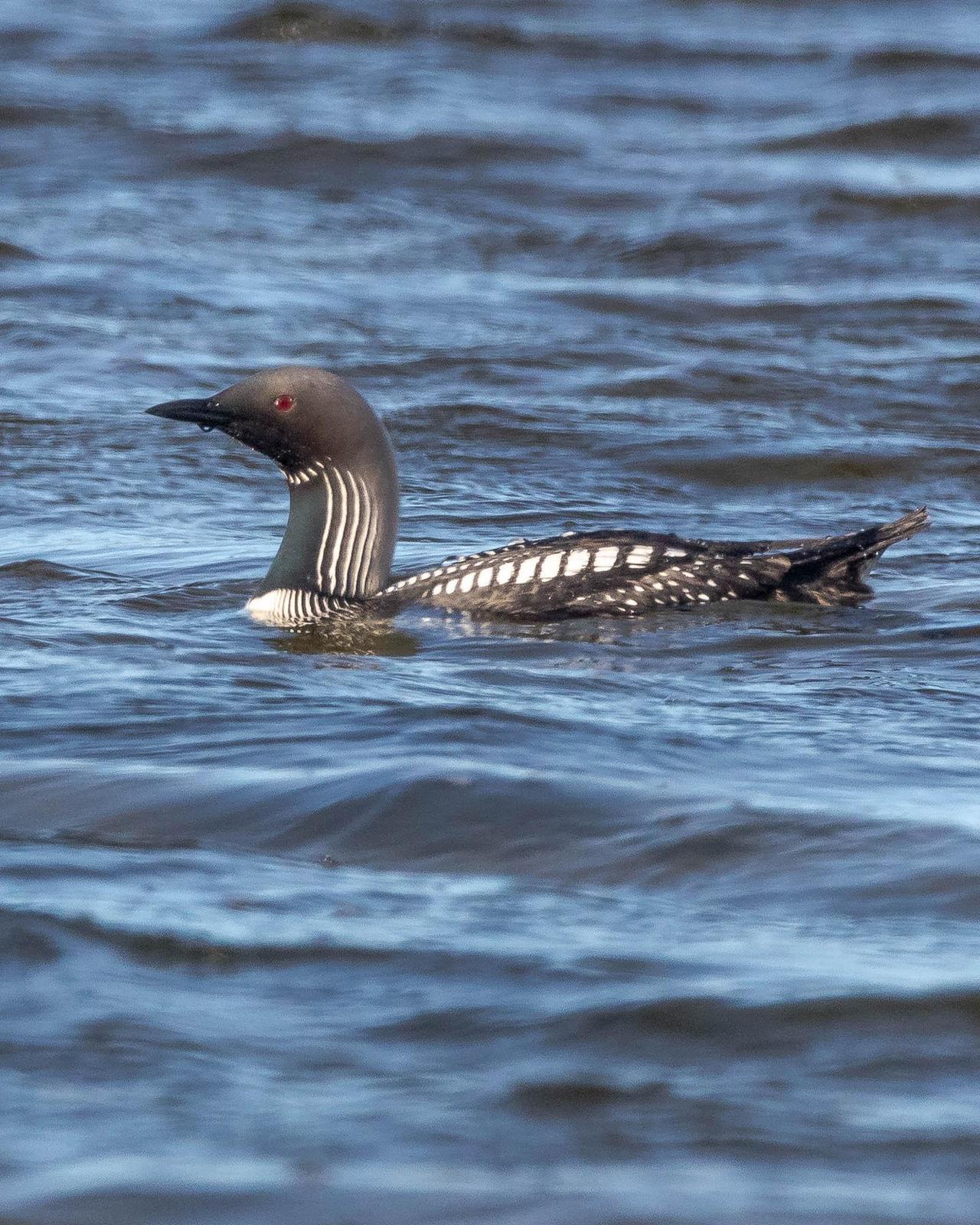 Pacific Loon Photo by Denis Rivard