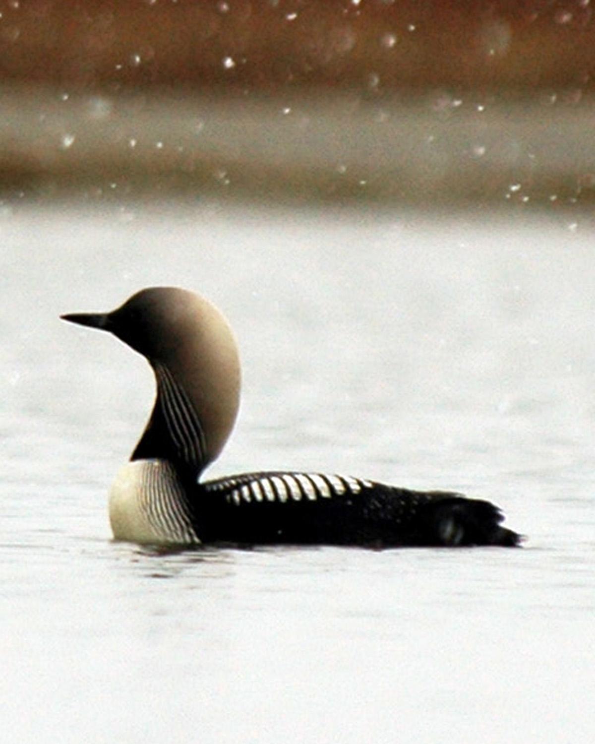 Pacific Loon Photo by Magill Weber