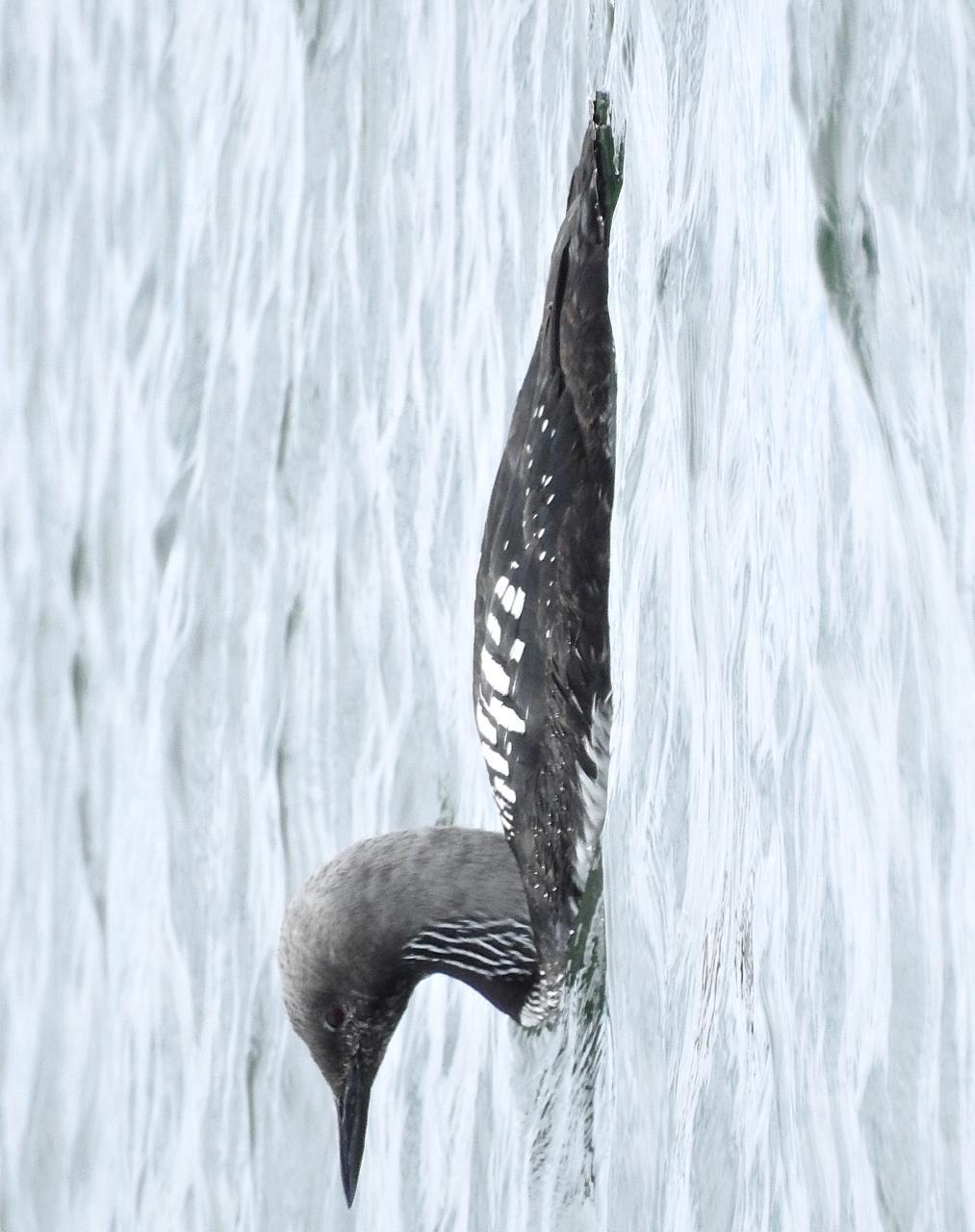 Pacific Loon Photo by Brian Avent