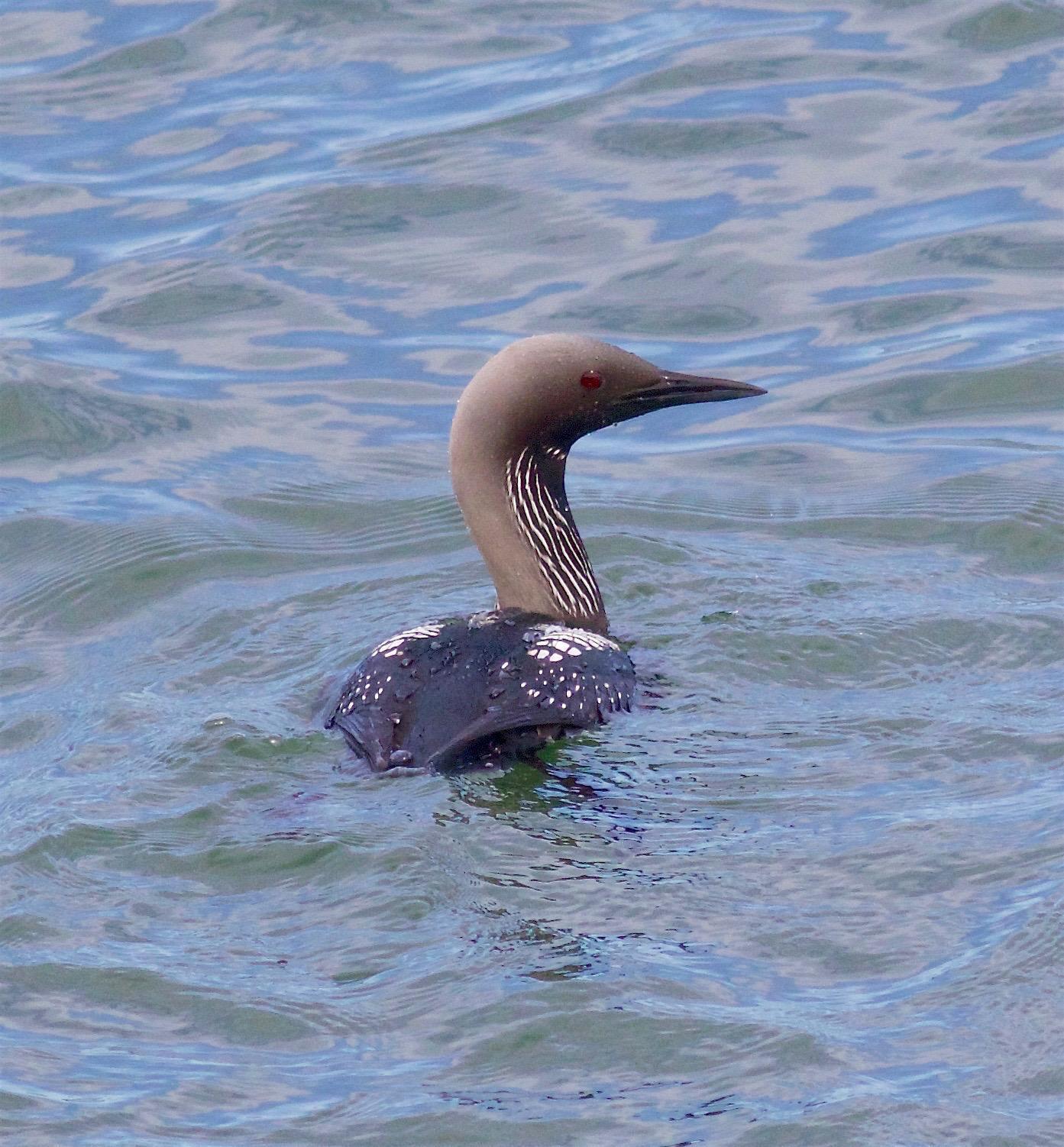 Pacific Loon Photo by Kathryn Keith