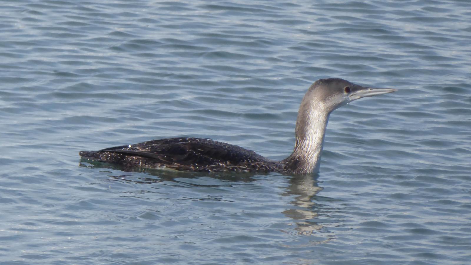 Pacific Loon Photo by Daliel Leite