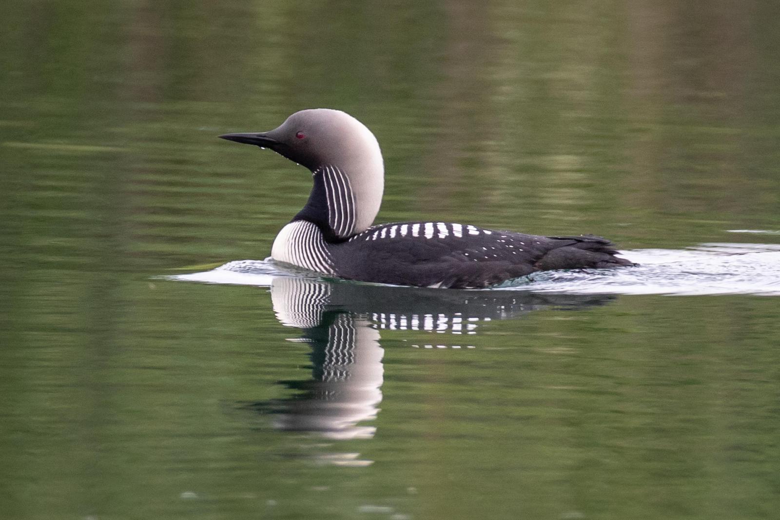Pacific Loon Photo by Kate Persons