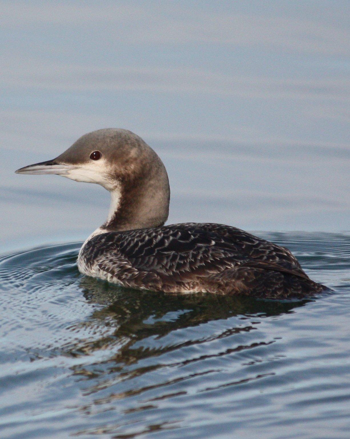 Pacific Loon Photo by Andrew Core