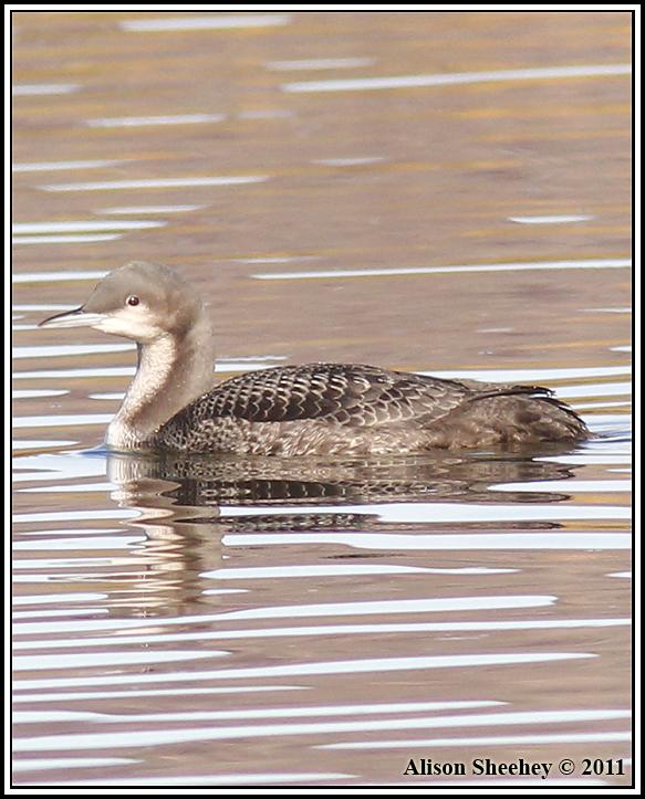 Pacific Loon Photo by Alison Sheehey
