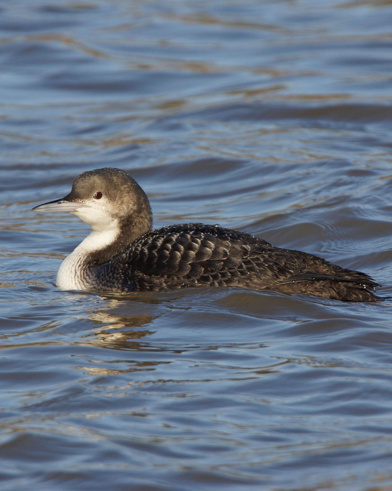 Pacific Loon Photo by Steve Percival