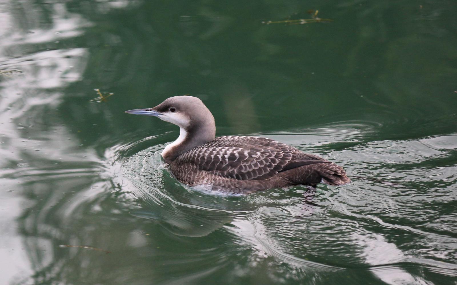 Pacific Loon Photo by Richard Jeffers
