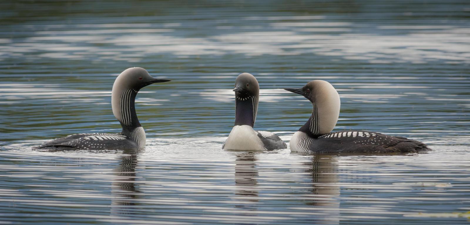 Pacific Loon Photo by Jesse Hodges