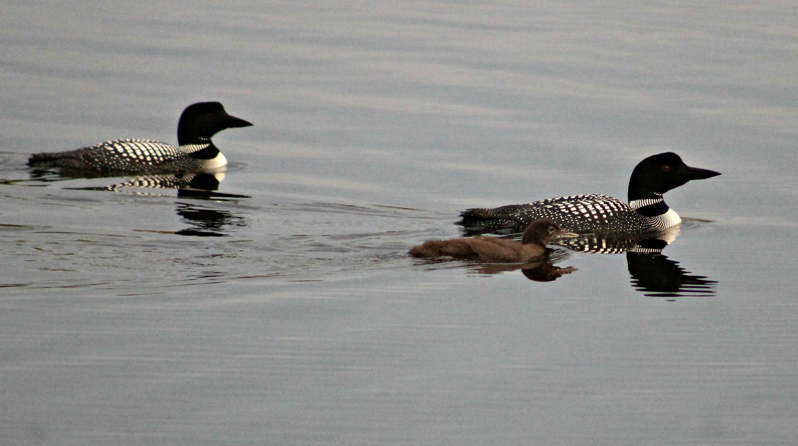 Common Loon Photo by Ruth Morrissette