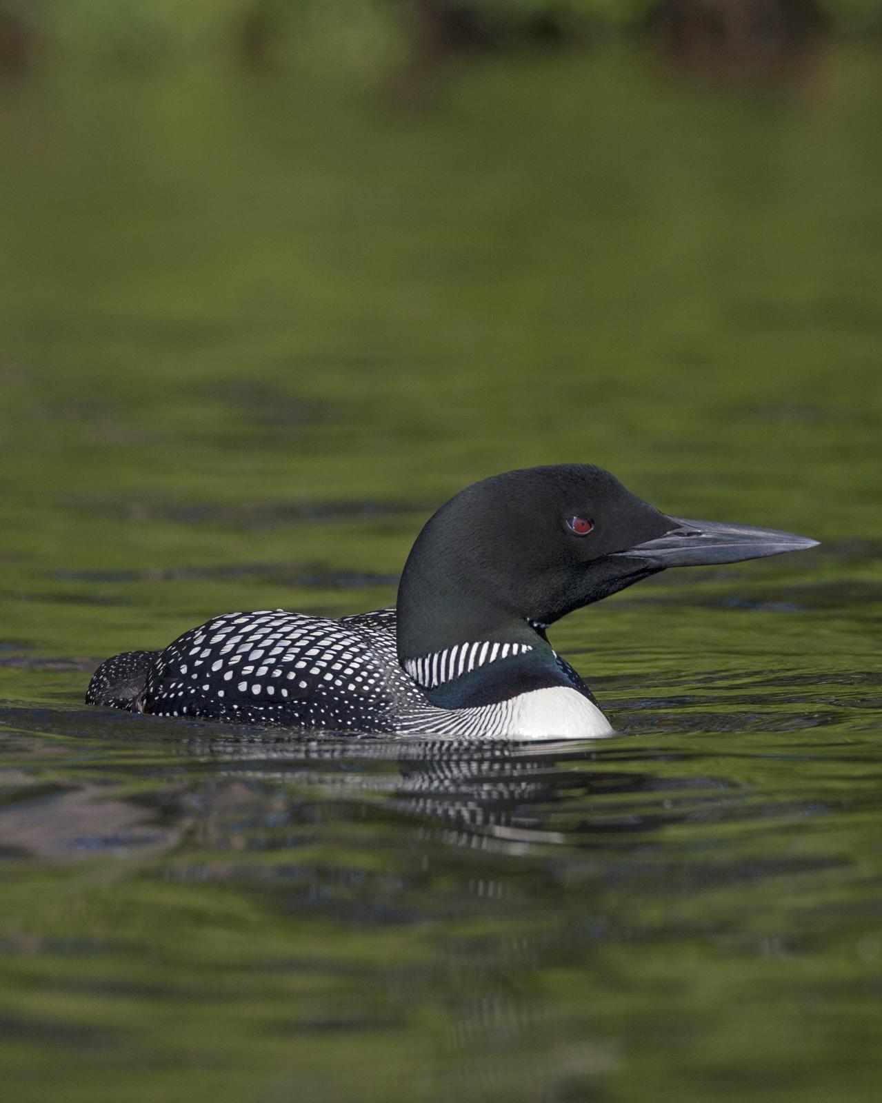 Common Loon Photo by Jeff Moore