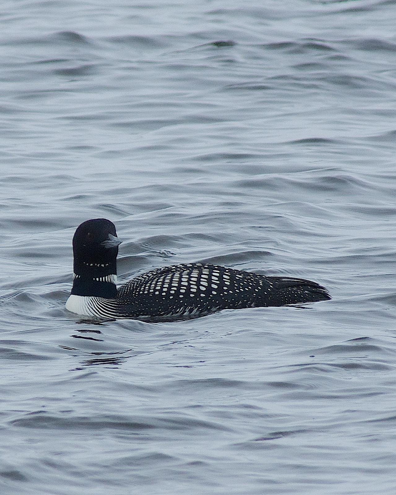 Common Loon Photo by Gerald Hoekstra