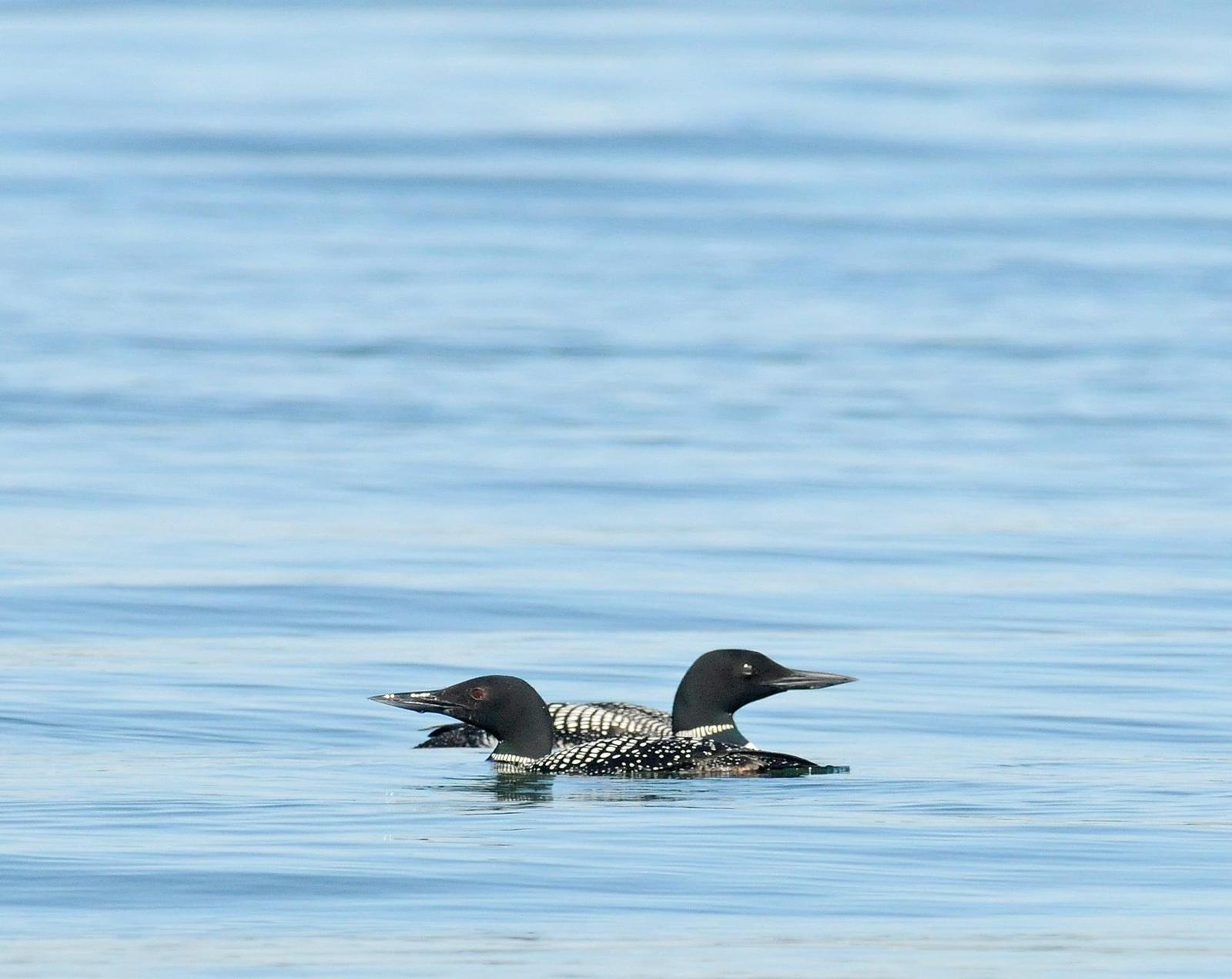Common Loon Photo by Steven Mlodinow
