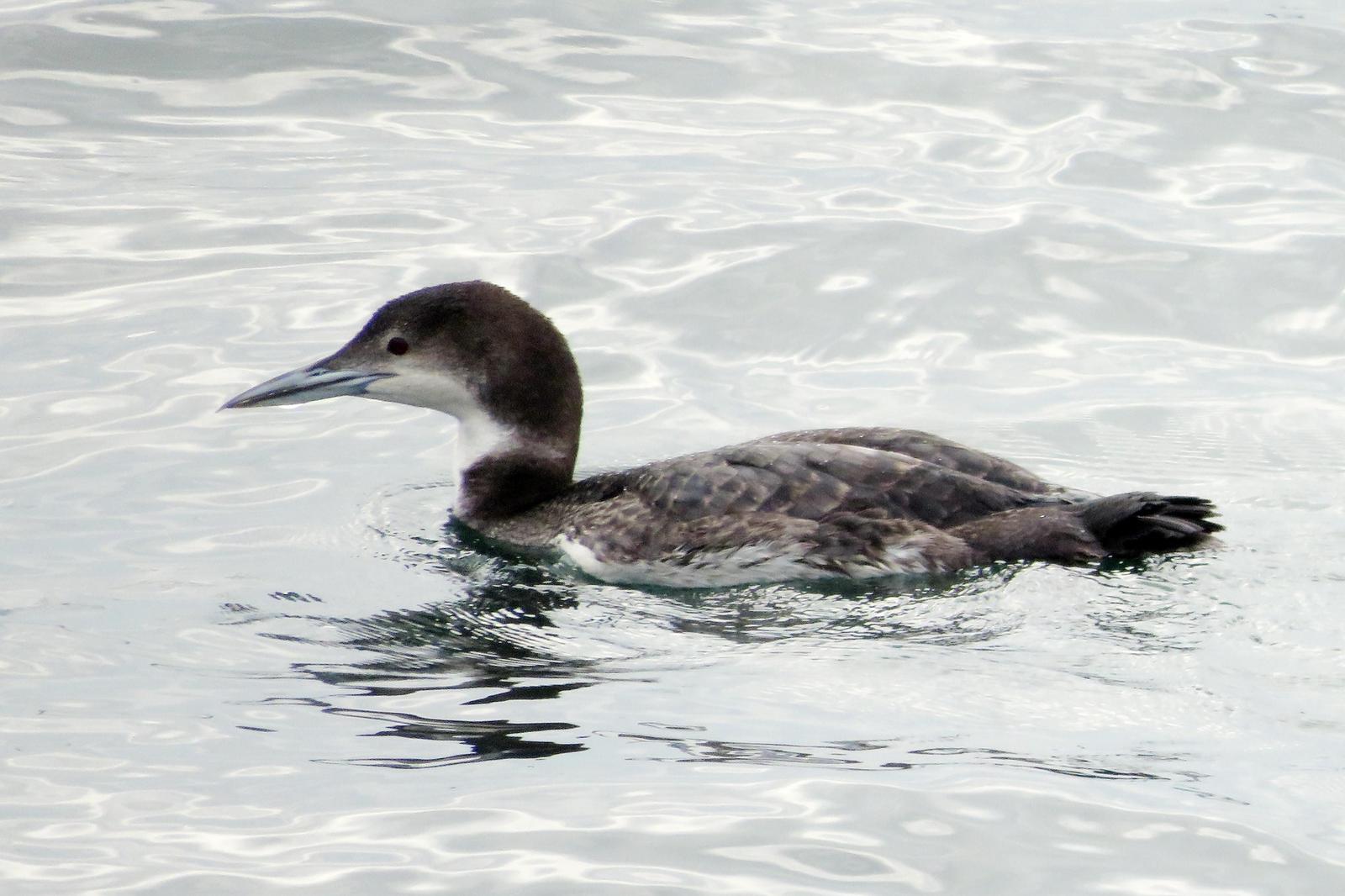 Common Loon Photo by Bob Neugebauer