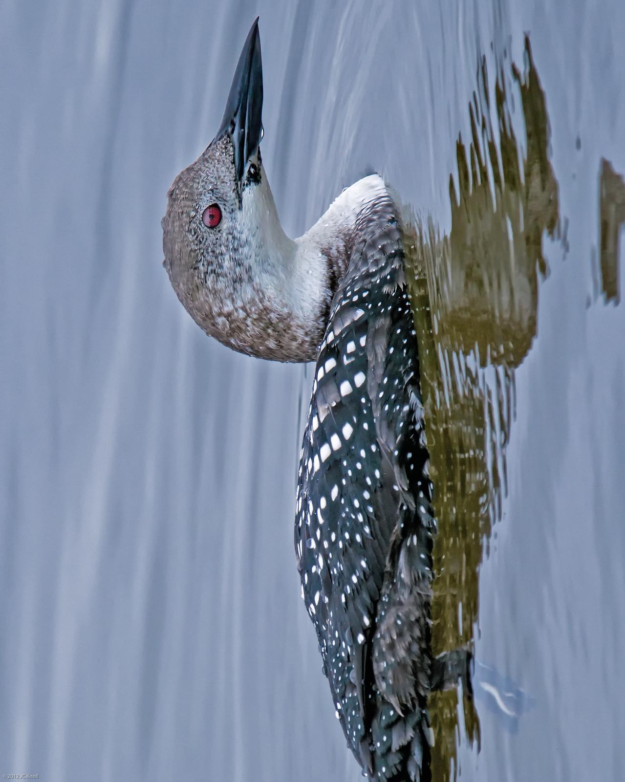 Common Loon Photo by JC Knoll