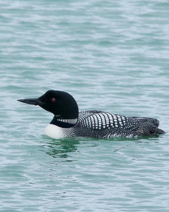 Common Loon Photo by Denis Rivard