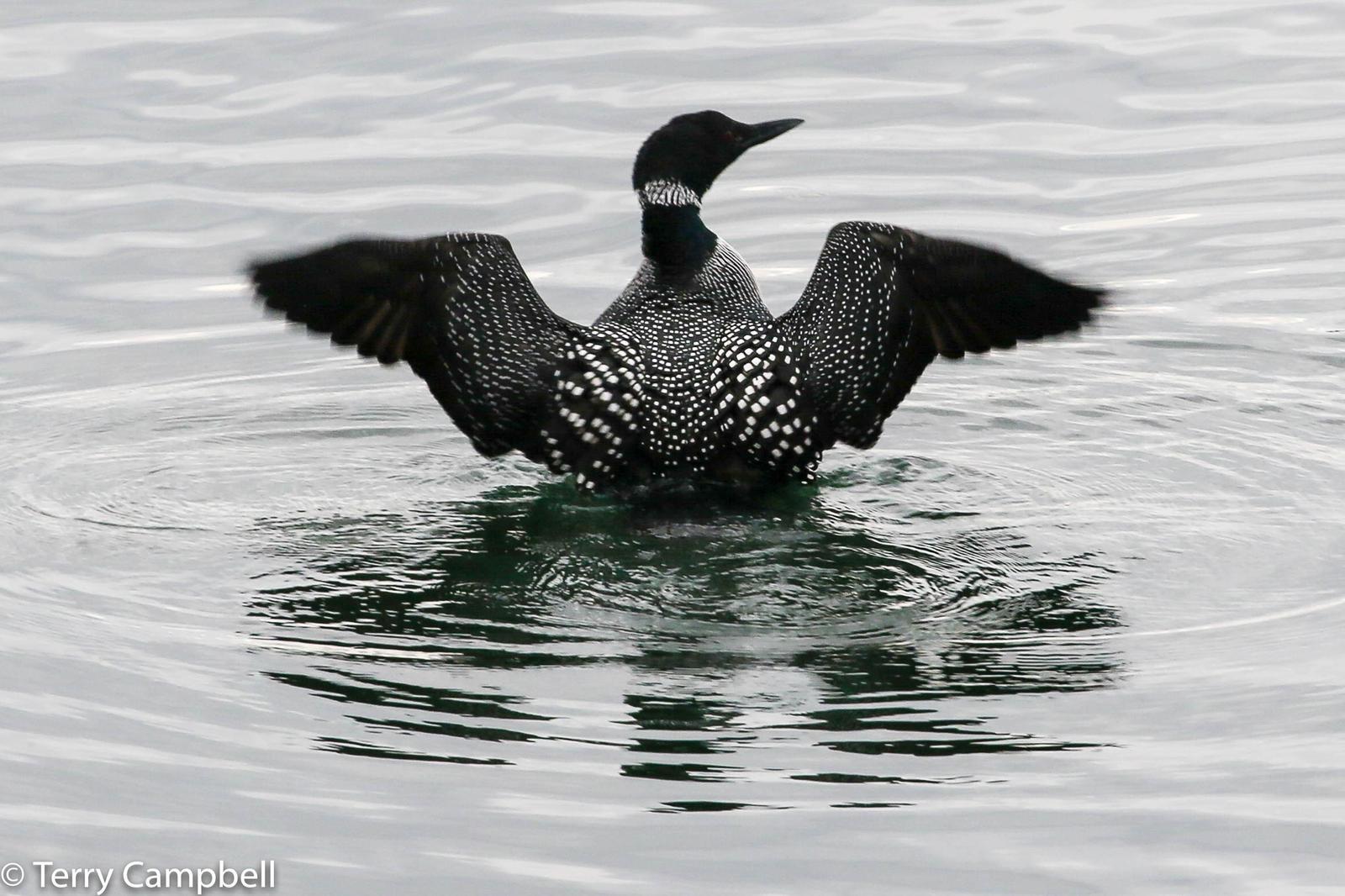 Common Loon Photo by Terry Campbell