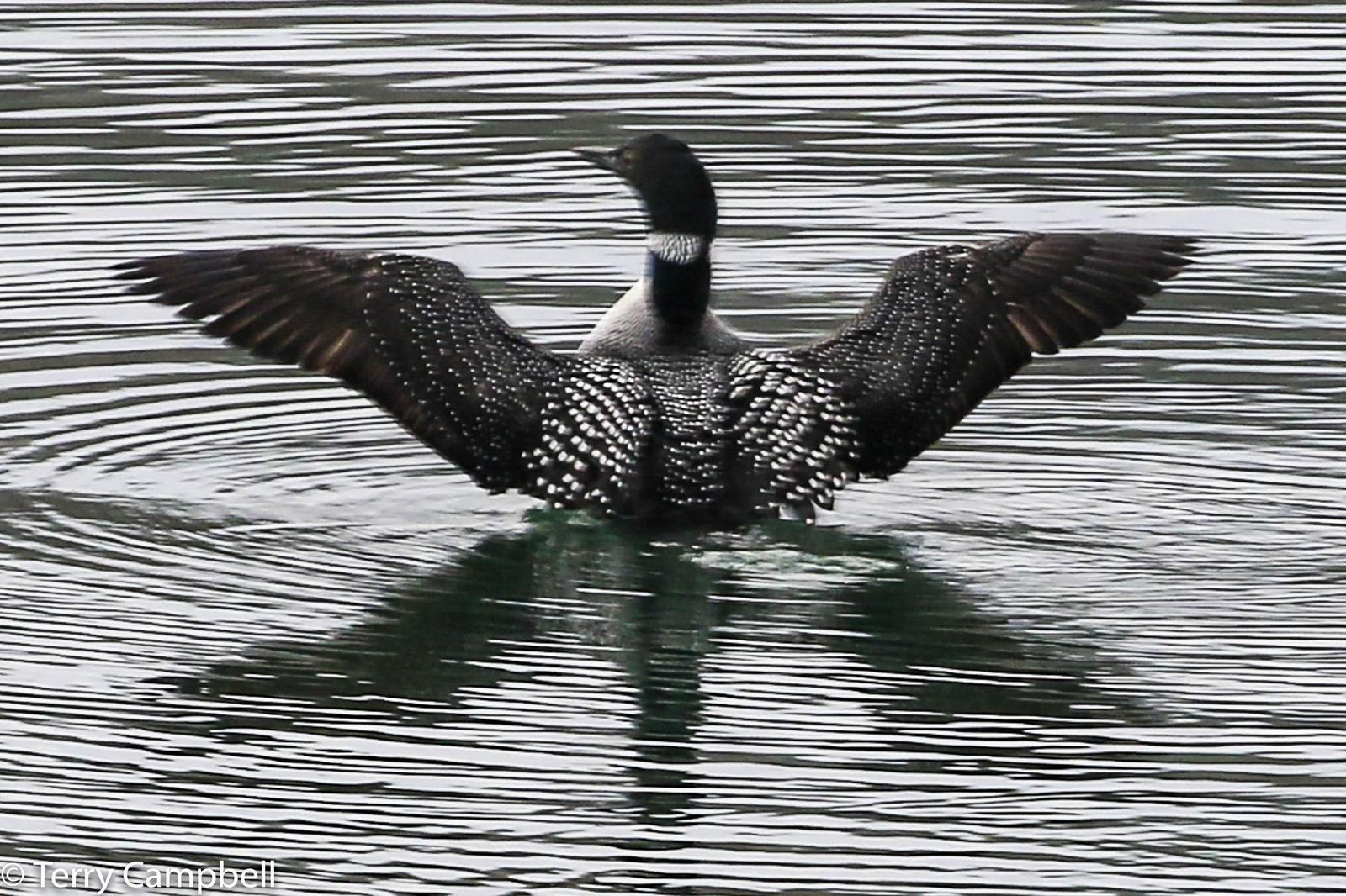 Common Loon Photo by Terry Campbell