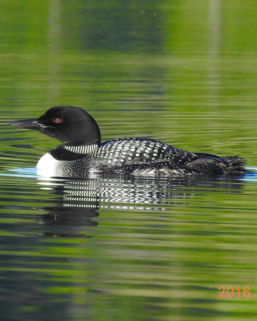 Common Loon Photo by Brian Avent