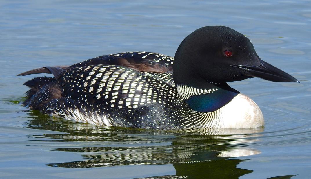 Common Loon Photo by Brian Avent
