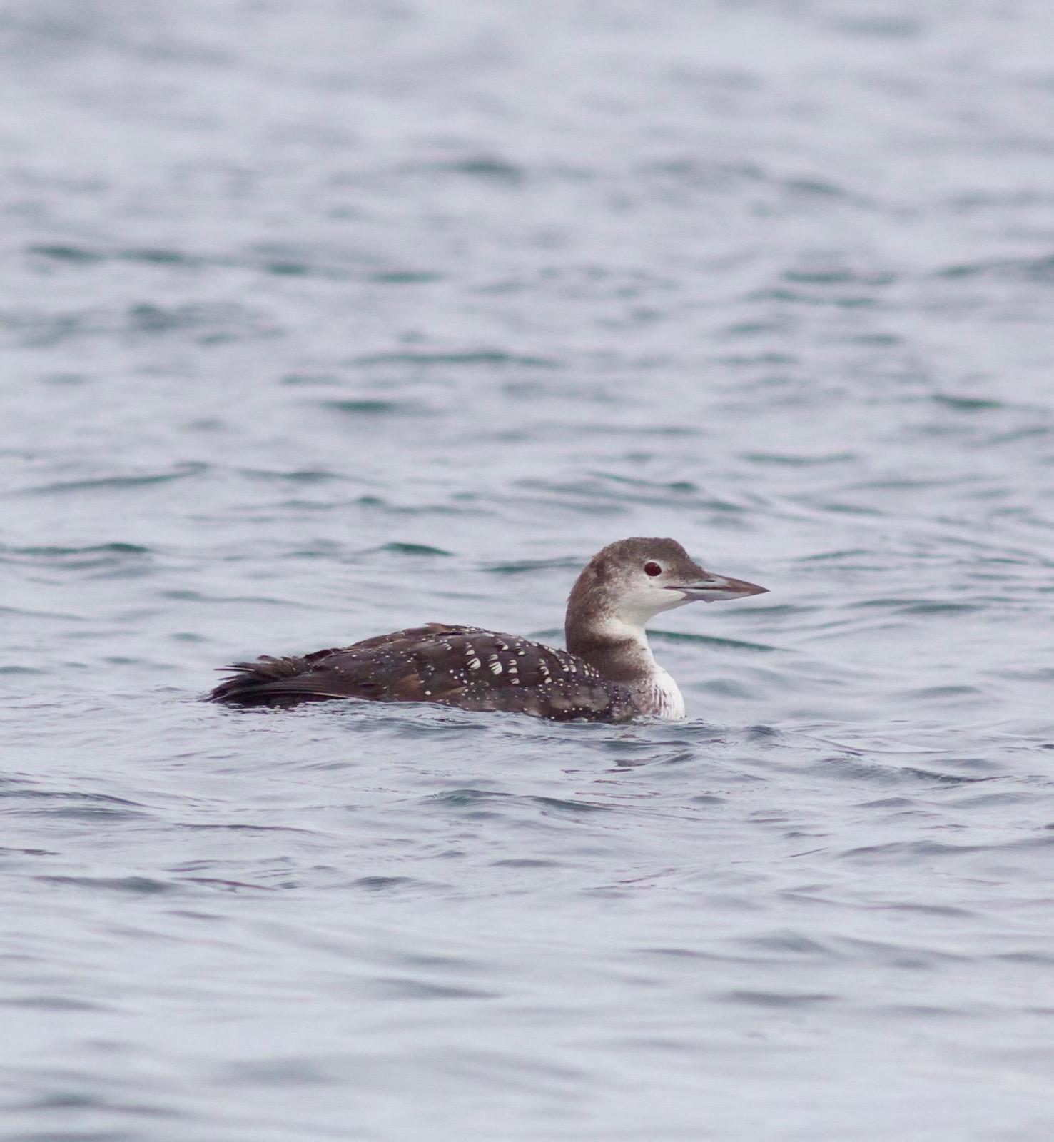 Common Loon Photo by Kathryn Keith