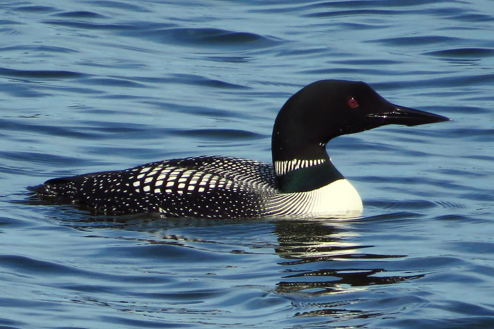 Common Loon Photo by Bob Neugebauer