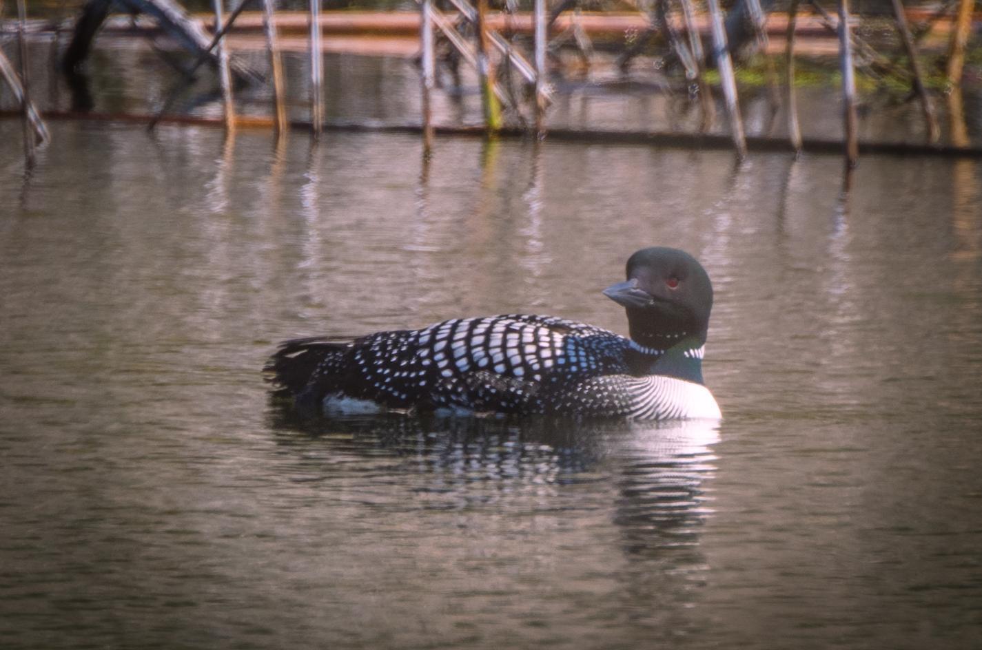 Common Loon Photo by Scott Yerges