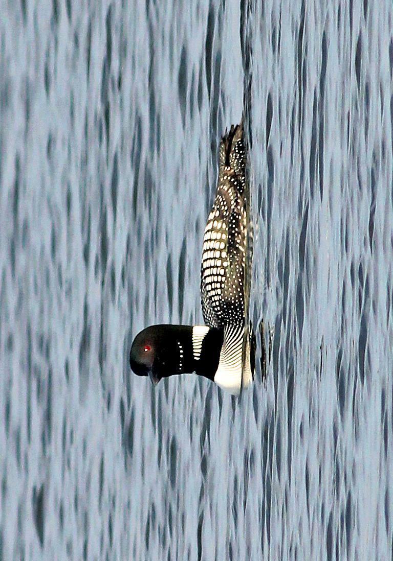 Common Loon Photo by Tom Gannon