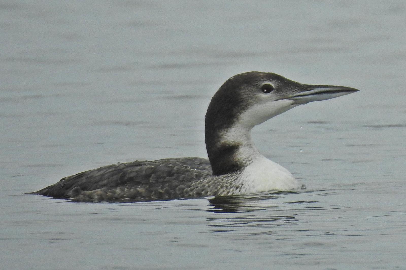 Common Loon Photo by Enid Bachman