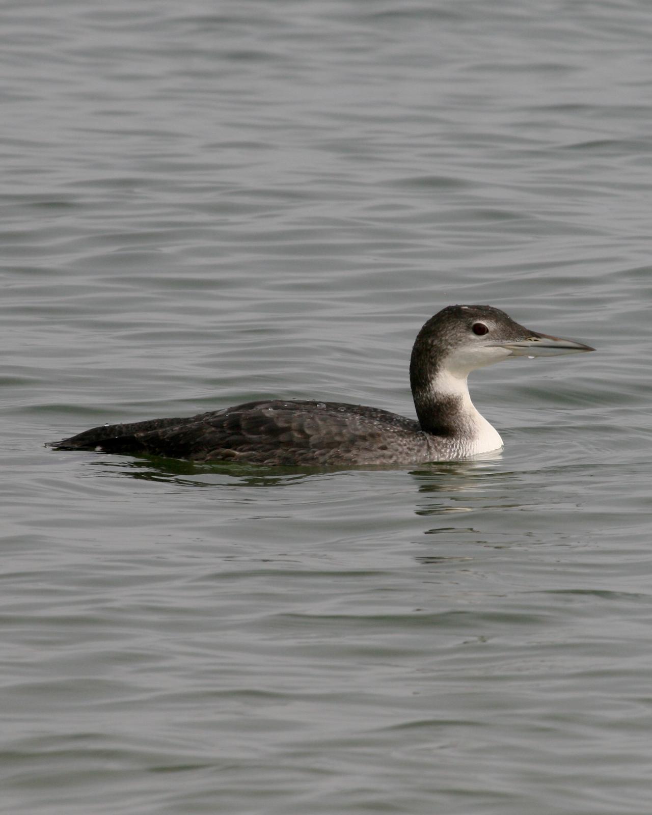 Common Loon Photo by Nathan Renn