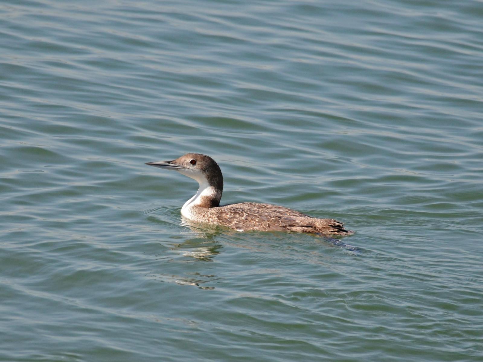 Common Loon Photo by Steven Mlodinow