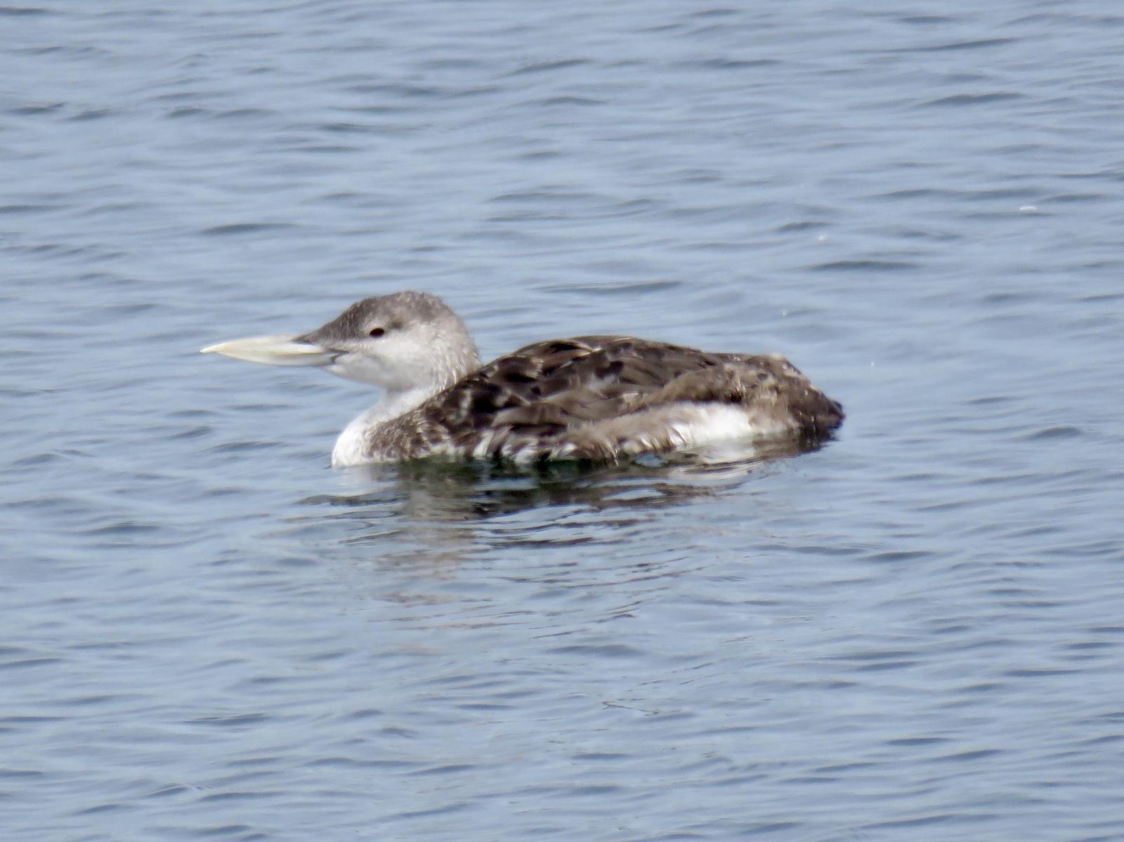 Yellow-billed Loon Photo by Lisa Owens