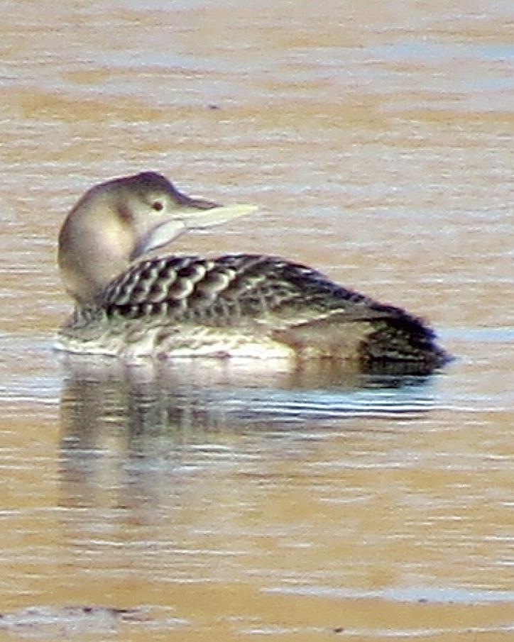 Yellow-billed Loon Photo by Kelly Preheim
