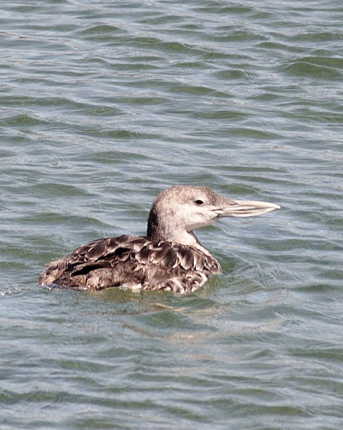 Yellow-billed Loon Photo by Alex Lamoreaux