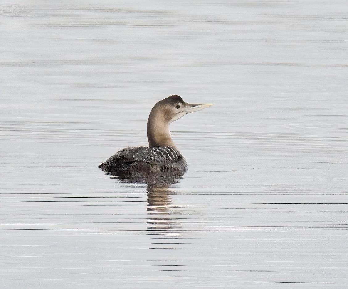 Yellow-billed Loon Photo by Brian Avent