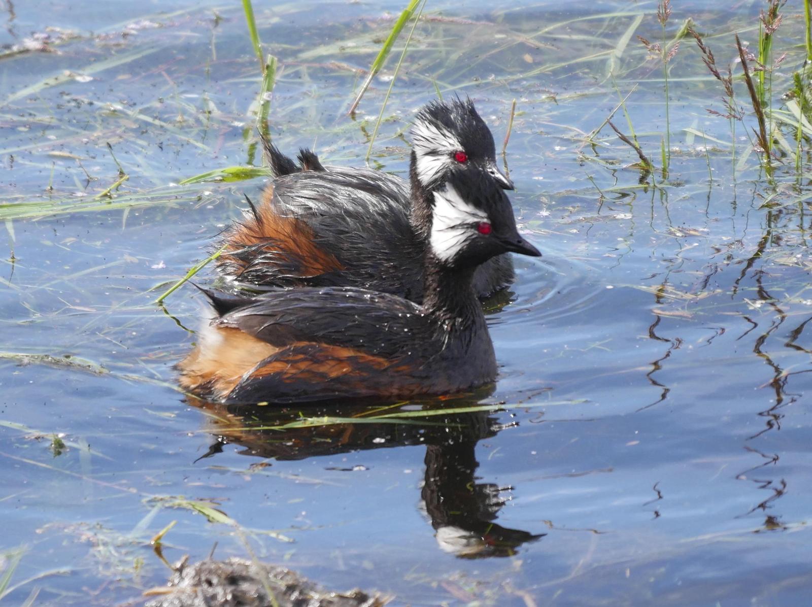 White-tufted Grebe Photo by Peter Lowe