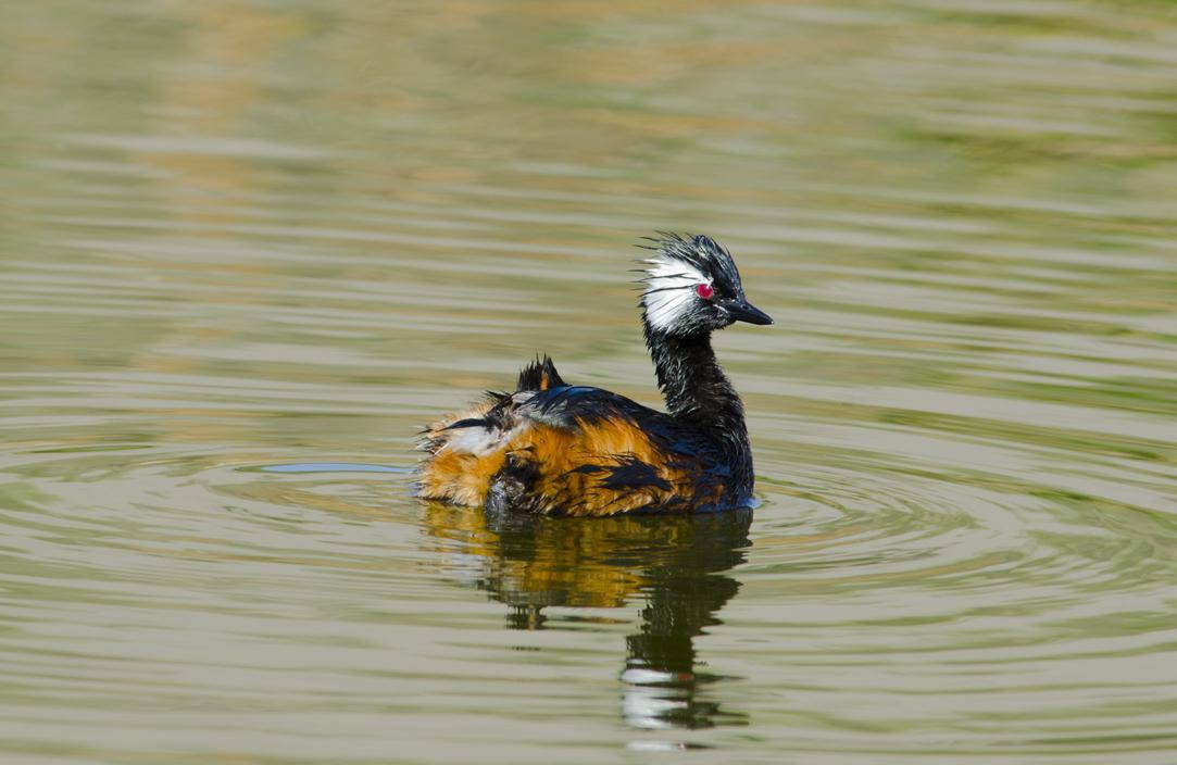 White-tufted Grebe Photo by Cristian  Pinto