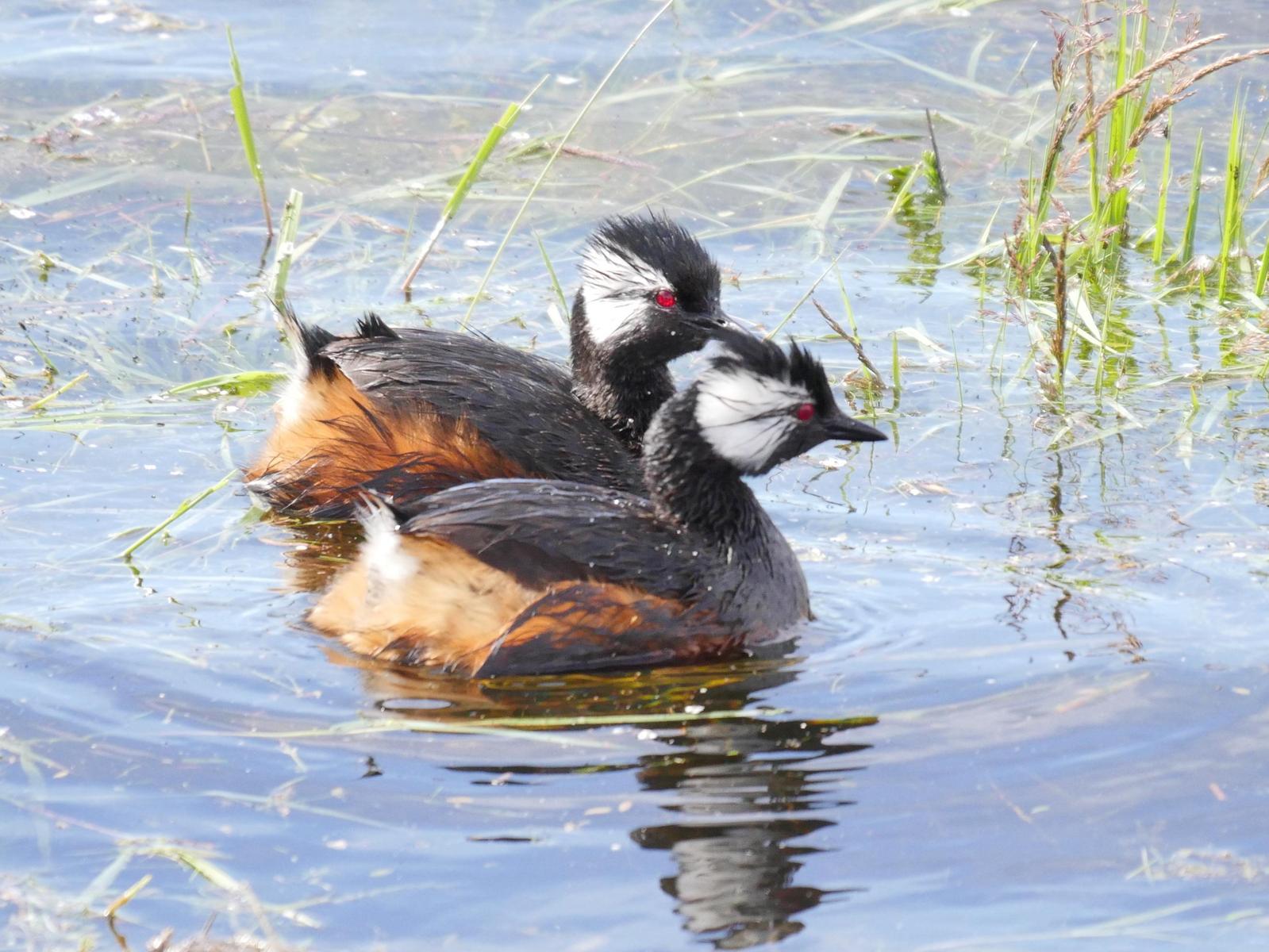 White-tufted Grebe Photo by Peter Lowe