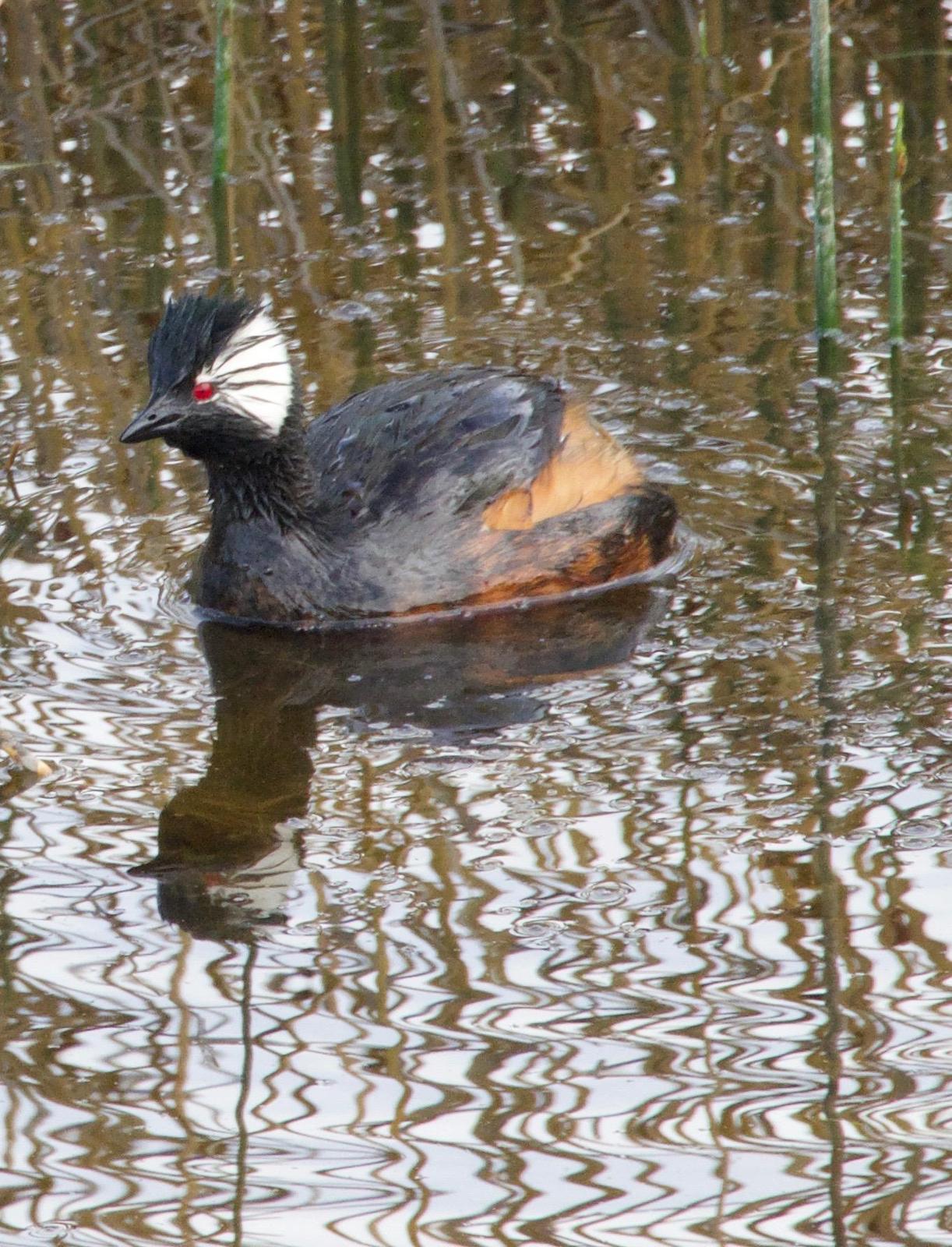 White-tufted Grebe Photo by Susan Leverton