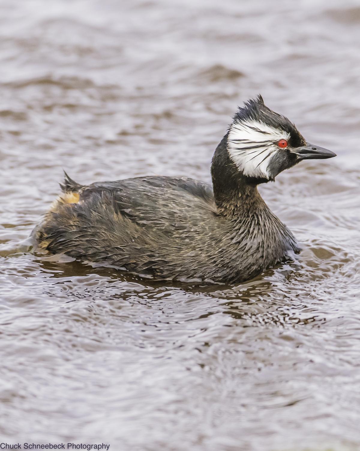 White-tufted Grebe Photo by Chuck  Schneebeck