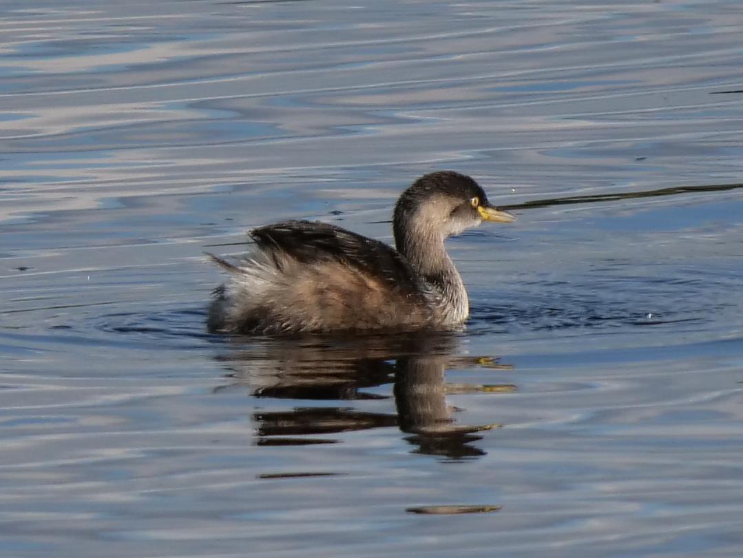 Australasian Grebe Photo by Peter Lowe