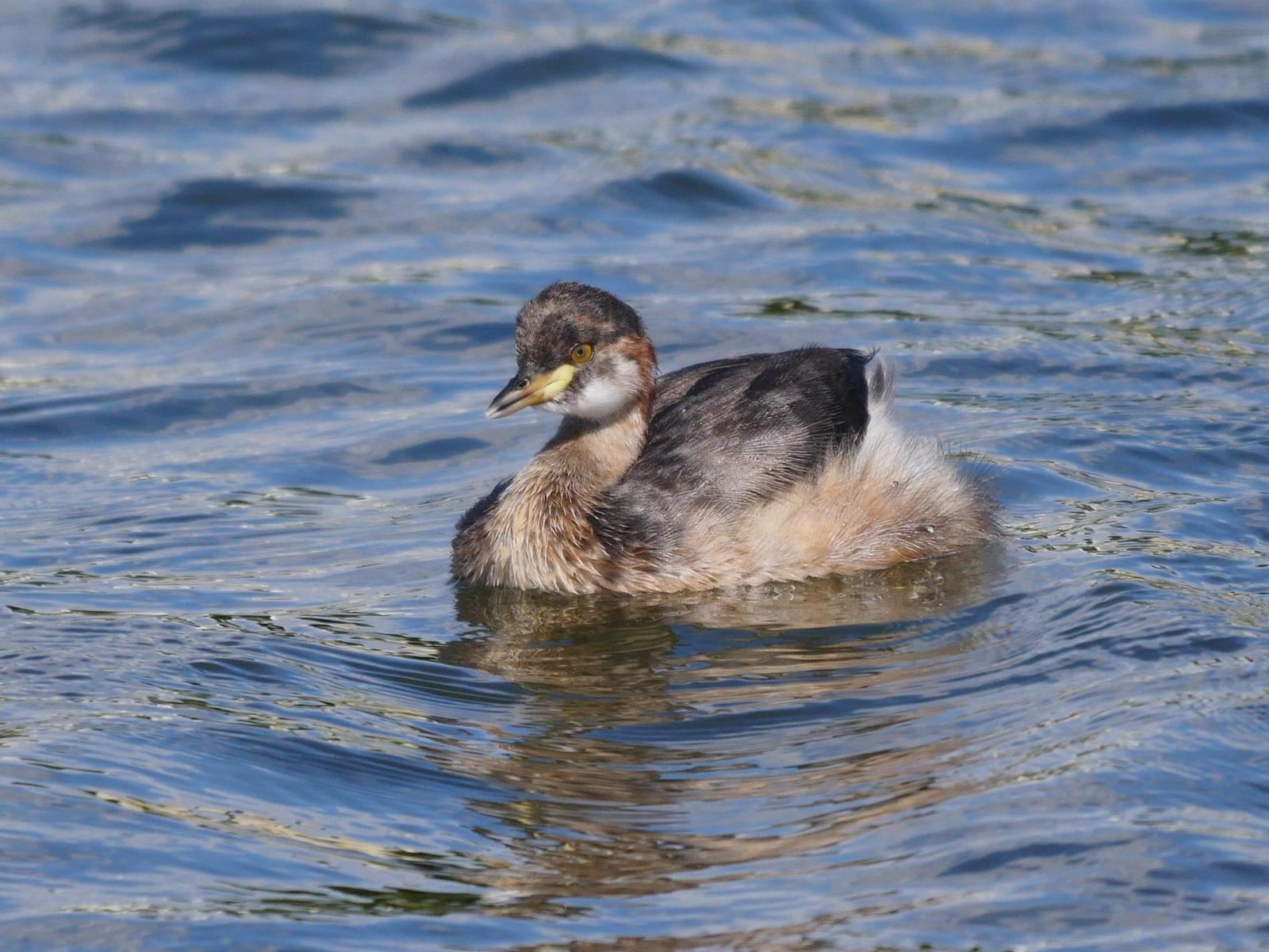 Australasian Grebe Photo by Peter Lowe