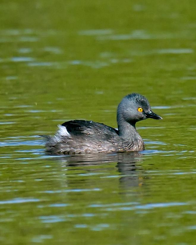 Least Grebe Photo by JC Knoll
