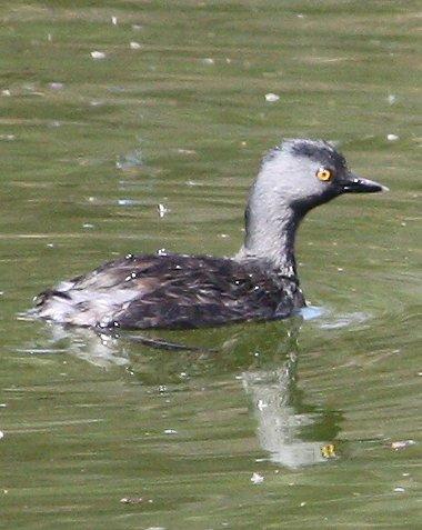 Least Grebe Photo by Andrew Core