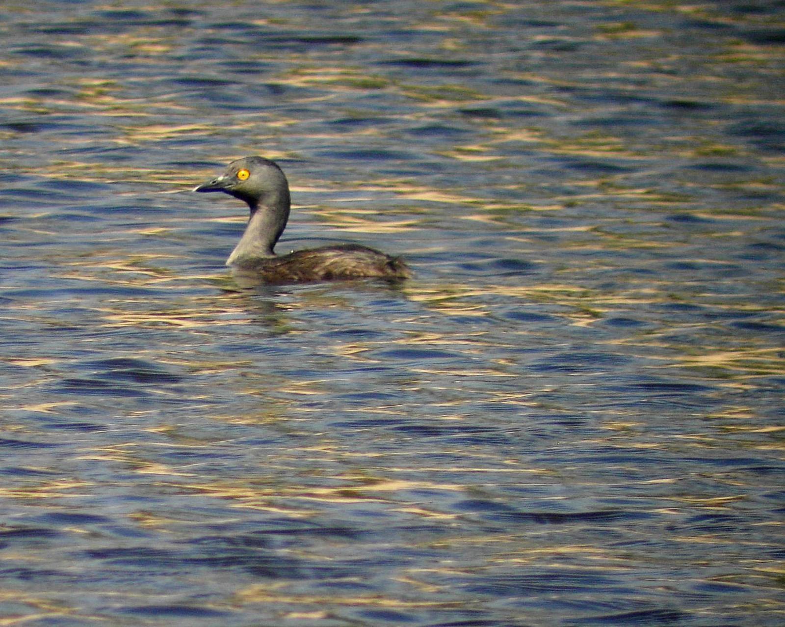 Least Grebe Photo by Steven Mlodinow