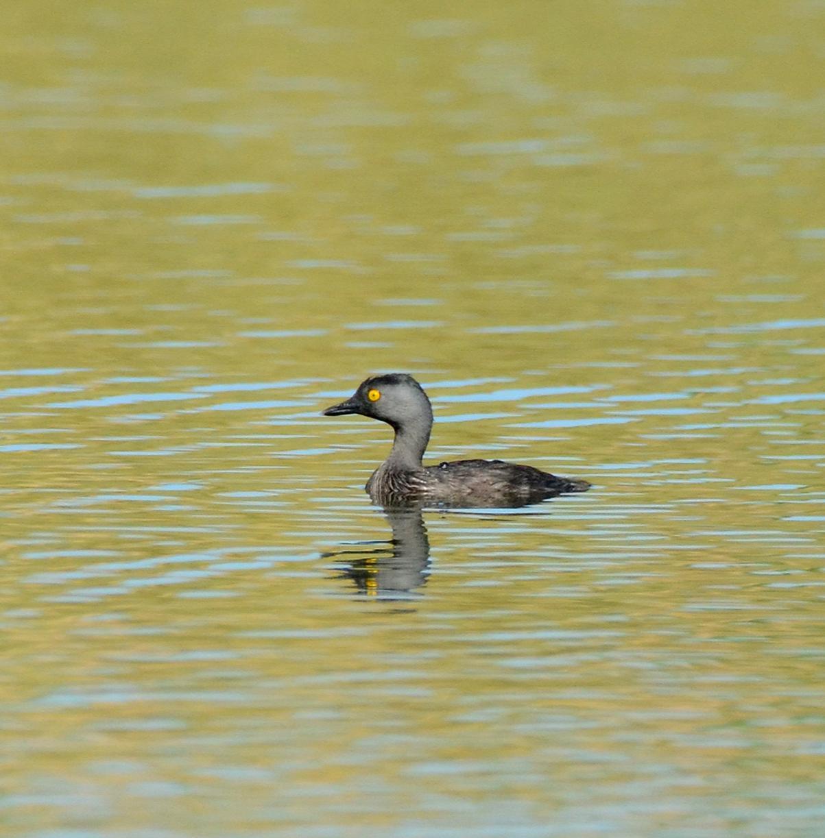 Least Grebe Photo by Steven Mlodinow